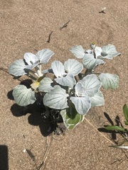 Arctotheca populifolia