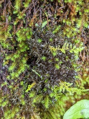 Scytinium palmatum