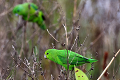 Forpus xanthopterygius