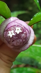 Palicourea apoda