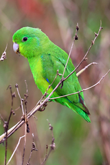 Forpus xanthopterygius