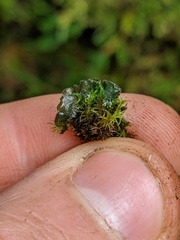 Leptochidium albociliatum