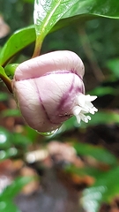 Palicourea apoda