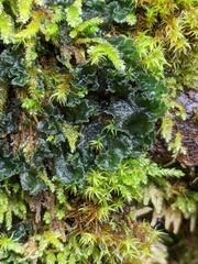 Leptochidium albociliatum