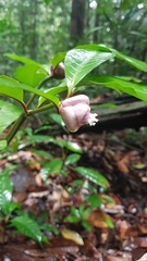 Palicourea apoda