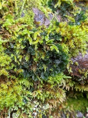 Leptochidium albociliatum