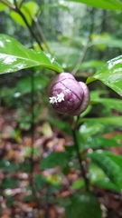 Palicourea apoda