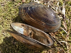 Sagittunio subrostratus