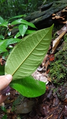 Palicourea apoda
