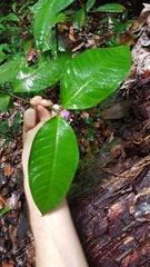 Palicourea apoda