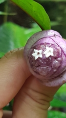 Palicourea apoda
