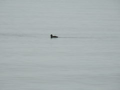 Melanitta perspicillata