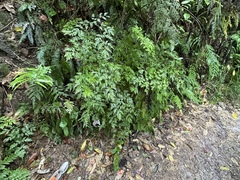 Pteris macilenta