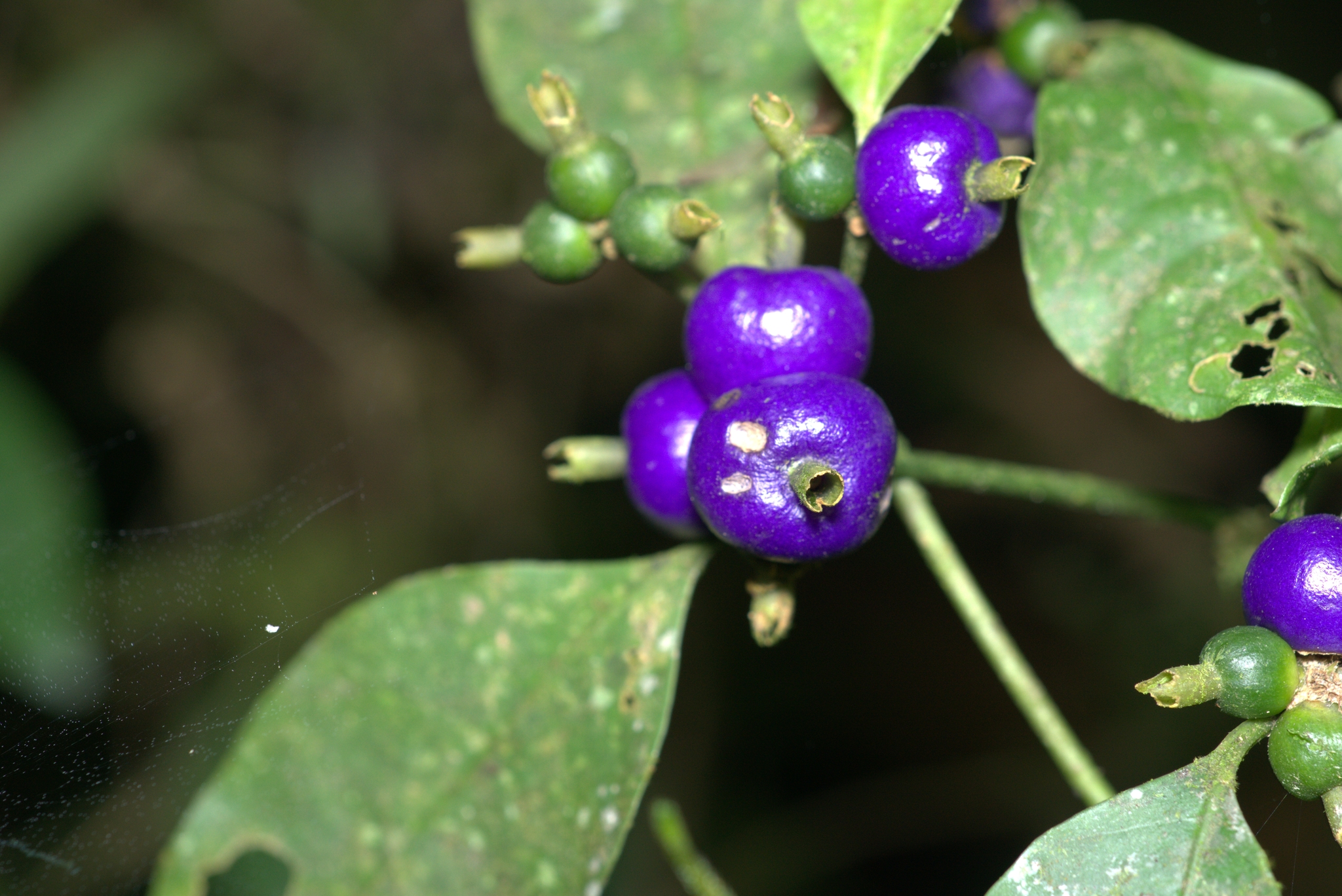 Psychotria suterella
