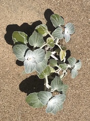 Arctotheca populifolia