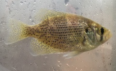 Centrarchus macropterus