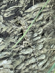 Hemidactylus angulatus