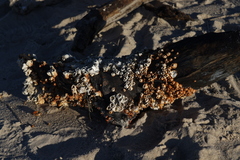 Amphibalanus improvisus