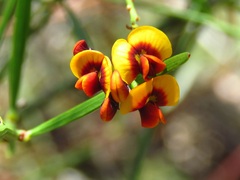 Daviesia leptophylla