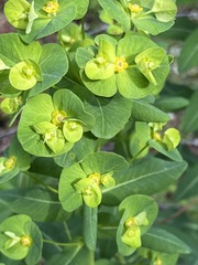 Euphorbia purpurea