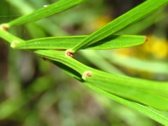 Daviesia leptophylla