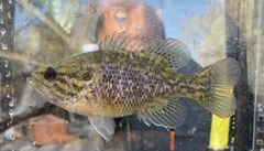 Lepomis gulosus