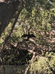 Anhinga anhinga