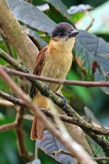 Pachyramphus validus