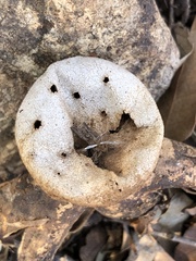 Myriostoma