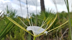 Hymenocallis palmeri