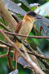 Pachyramphus validus