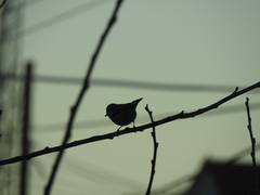 Setophaga coronata
