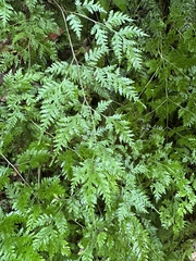 Pteris macilenta