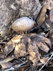 Myriostoma