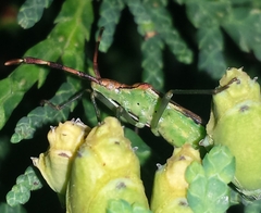 Gonocerus juniperi