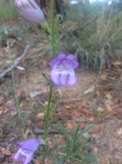 Penstemon palmeri