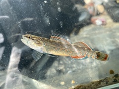 Etheostoma artesiae