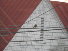 Pitangus sulphuratus