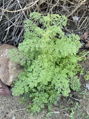 Chaenactis artemisiifolia