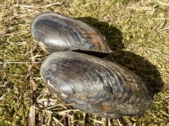 Sagittunio subrostratus