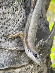 Trachylepis