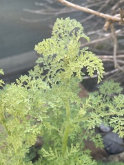 Chaenactis artemisiifolia