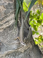 Trachylepis