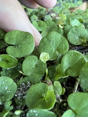 Dichondra carolinensis