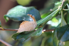 Megalopyge bissesa