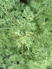 Chaenactis artemisiifolia