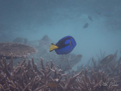 Paracanthurus hepatus