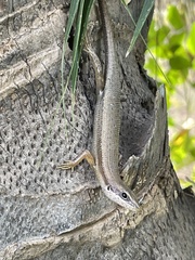 Trachylepis