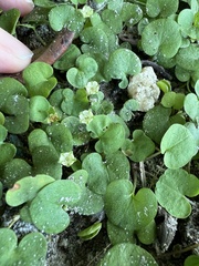 Dichondra carolinensis