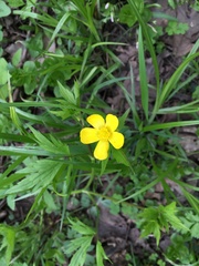 Ranunculus hispidus